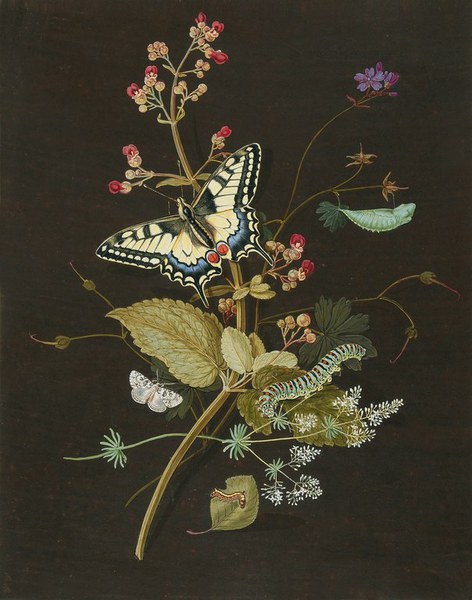 A Painting of Butterflies
