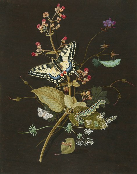 A Painting of Butterflies