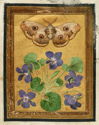[Paintings of Flowers, Butterflies, and Insects]