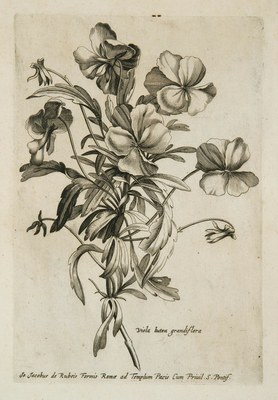 Variae ac multiformes florum species expressae ad vivum et aeneis tabulis incisae