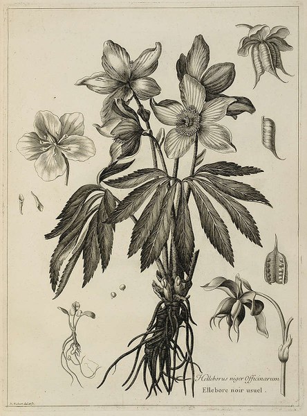 Helleborus niger Officinarum