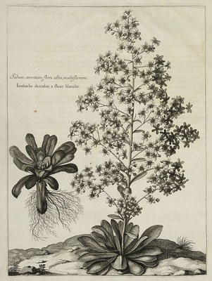Sedum serratum, flore albo, multiflorum