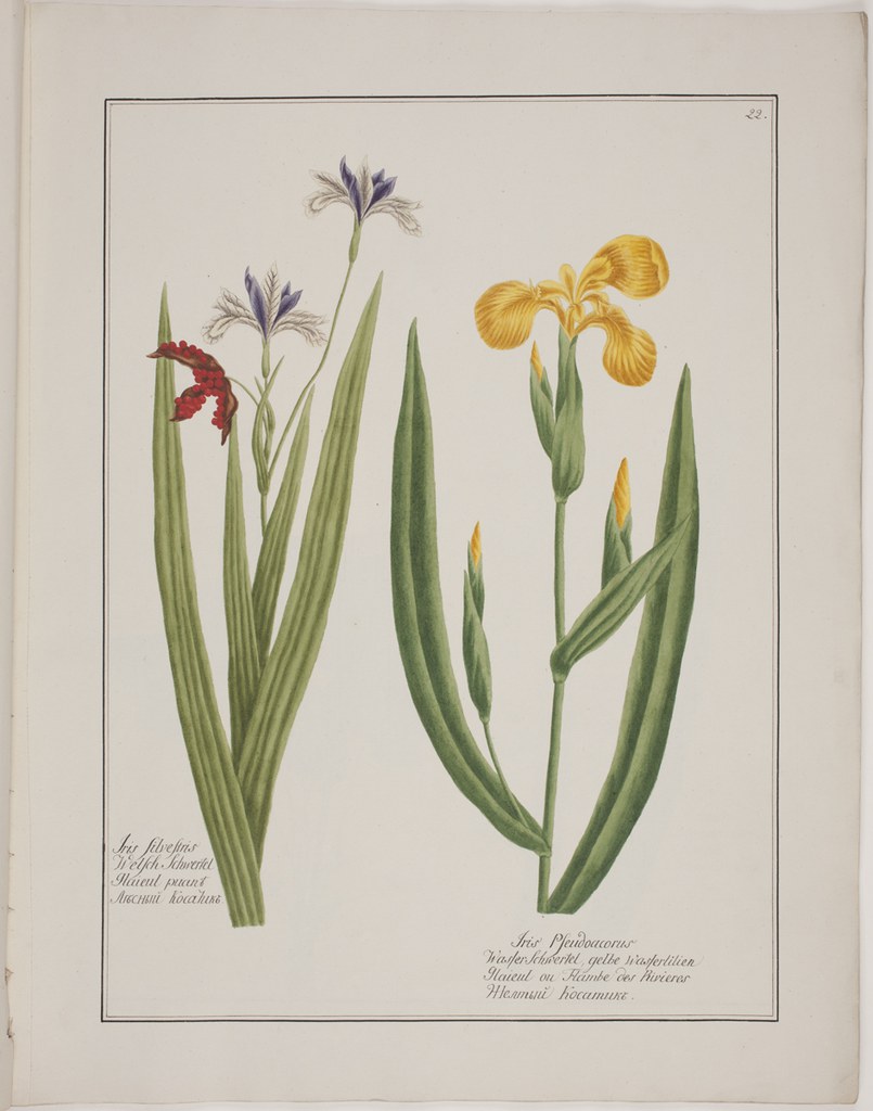 Iris silvestris, Iris pseudoacorus