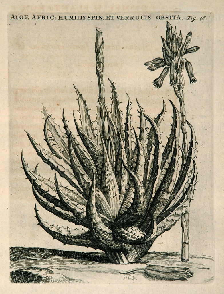 Aloe Afric. humilis spin. et verrucis obsita
