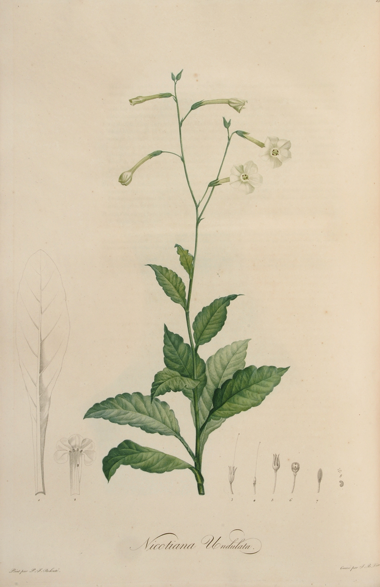 Nicotiana undulata