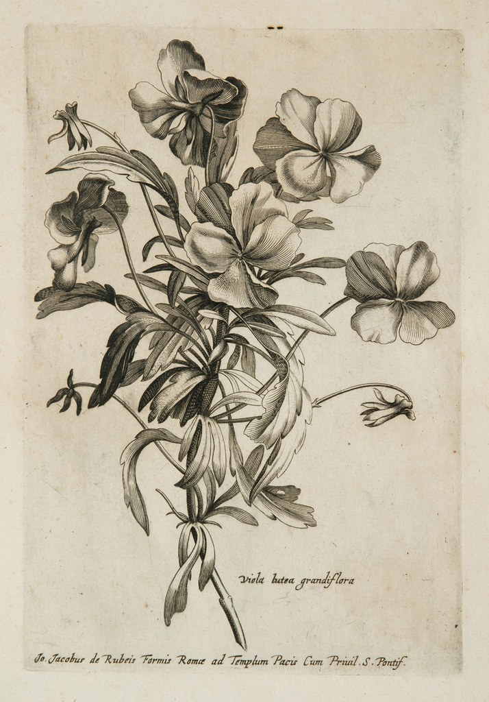 Viola lutea grandiflora