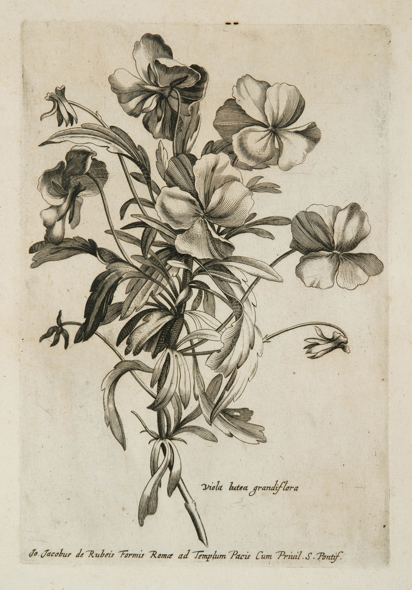 Viola lutea grandiflora