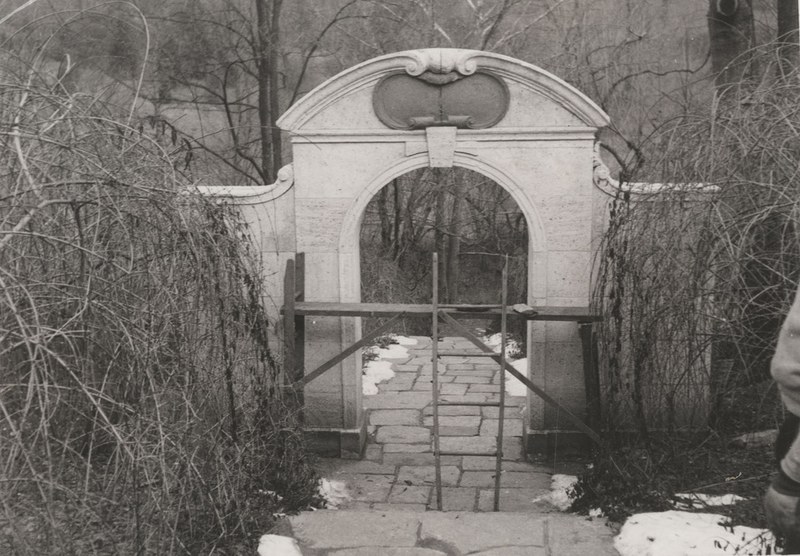 Black and white photograph of arched gateway surrounded by forsythia, scaffolding and a ladder in the foreground