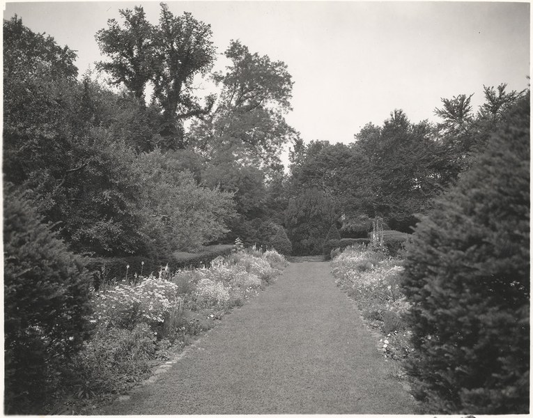 Black and white photograph showing plantings in two borders, with a path of grass between. A large yew at the end of the grass path appears, named Mrs. Yew.