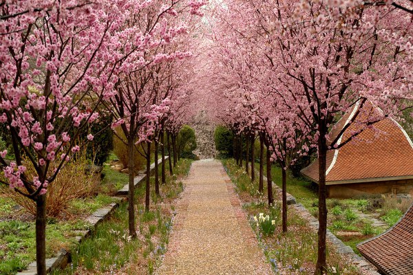 Prunus Walk