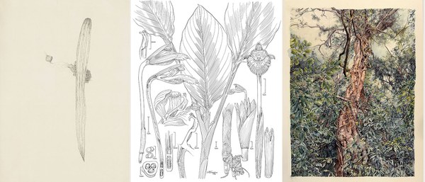 Contemporary Botanical Images: Science, History, Environment