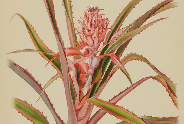 Margaret Mee: Portraits of Plants
